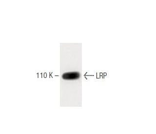 LRP Antibody (42) - Western Blotting - Image 60352