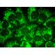 LRP11 Antibody (D-1) - Immunofluorescence - Image 370978 