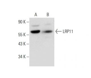 LRP11 Antibody (D-1) - Western Blotting - Image 326530 