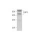 LRP11 Antibody (D-1) - Western Blotting - Image 385239