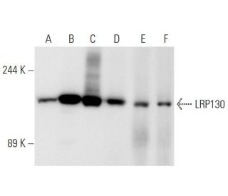 LRP130 Antibody (F-7) - Western Blotting - Image 80947 