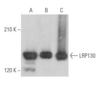LRP130 Antibody (G-10) - Western Blotting - Image 355574 