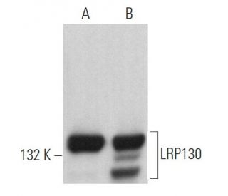 LRP130 Antibody (F-7) - Western Blotting - Image 363009