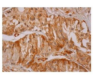 LRP3 Antibody (D-8) - Immunohistochemistry - Image 350219 