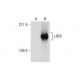 LRP5 Antibody (B-9) - Western Blotting - Image 287506