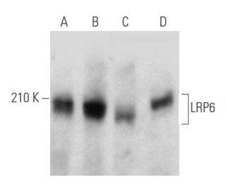 western blotting image from recommended LRP6 (C-10) monoclonal antibody replacement. Image 356566