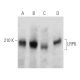 western blotting image from recommended LRP6 (C-10) monoclonal antibody replacement. Image 356566