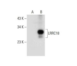 LRRC18 Antibody (D-2) - Western Blotting - Image 297077
