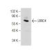 LRRC4 Antibody (C-11) - Western Blotting - Image 155681 