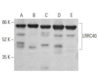 LRRC40 Antibody (C-8) - Western Blotting - Image 369058 