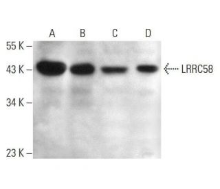 LRRC58 Antibody (C-4) - Western Blotting - Image 352606 