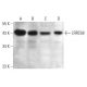 LRRC58 Antibody (C-4) - Western Blotting - Image 352606 