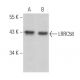 LRRC58 Antibody (C-4) - Western Blotting - Image 360589 