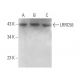 LRRC58 Antibody (C-4) - Western Blotting - Image 371061