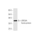LRRC8A Antibody (8H9) - Western Blotting - Image 350234