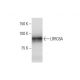 LRRC8A Antibody (8H9) - Western Blotting - Image 352199 