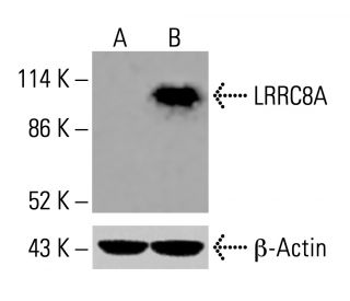 LRRC8A Antibody (8H9) - Western Blotting - Image 416135 