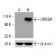 LRRC8A Antibody (8H9) - Western Blotting - Image 416135 