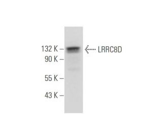 LRRC8D Antibody (A-12) - Western Blotting - Image 333817 