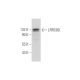 LRRC8D Antibody (A-12) - Western Blotting - Image 333817 
