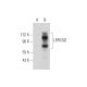 LRRC8D Antibody (A-12) - Western Blotting - Image 333818