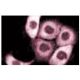 LRRFIP1 Antibody (32) - Immunofluorescence - Image 60595