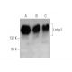 Lrrfip1 Antibody (G-3) - Western Blotting - Image 351714 