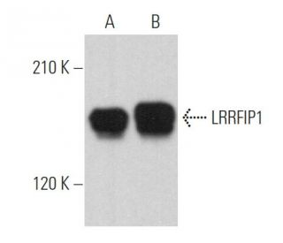LRRFIP1 Antibody (G-4) - Western Blotting - Image 365152 