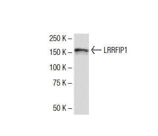 LRRFIP1 Antibody (J-14) - Western Blotting - Image 34531 