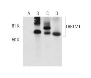 LRRTM1 Antibody (A-2) - Western Blotting - Image 290921 