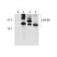 LRRTM1 Antibody (A-2) - Western Blotting - Image 290921 