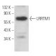 LRRTM1 Antibody (A-2) - Western Blotting - Image 371866 