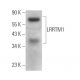 LRRTM1 Antibody (A-2) - Western Blotting - Image 373204