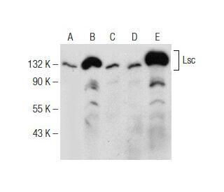 Lsc Antibody (F-3) - Western Blotting - Image 151002 