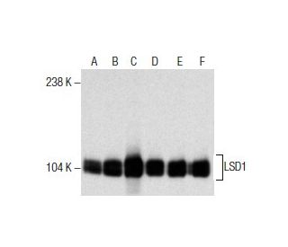 LSD1 Antibody (2D6) - Western Blotting - Image 285861 