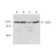 LSD1 Antibody (A-2) - Western Blotting - Image 308459