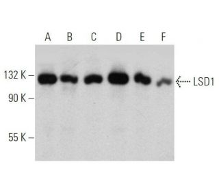 LSD1 Antibody (A-2) - Western Blotting - Image 356173 