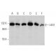 LSD1 Antibody (A-2) - Western Blotting - Image 356173 