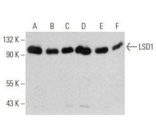 LSD1 Antibody (B-9) - Western Blotting - Image 356170 
