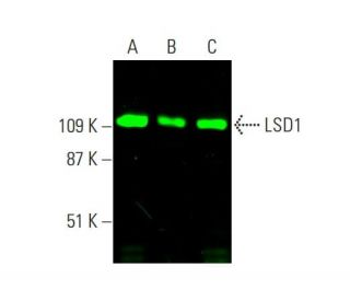 LSD1 Antibody (B-9)