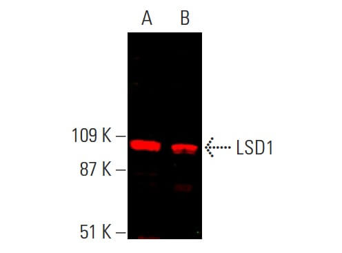 lsd1-antibody-b-9-western-