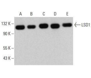 LSD1 Antibody (1B2E5) - Western Blotting - Image 376589