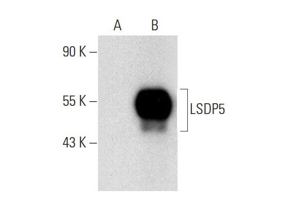 LSDP5 Antibody E 3 SCBT Santa Cruz Biotechnology