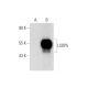 LSDP5 Antibody (E-3) - Western Blotting - Image 318526 