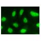 Lsh Antibody (C-8) - Immunofluorescence - Image 146022 