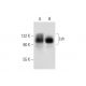 Lsh Antibody (C-8) - Western Blotting - Image 145028