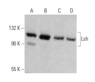 Lsh Antibody (C-8) - Western Blotting - Image 358592 
