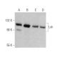 Lsh Antibody (C-8) - Western Blotting - Image 358592 