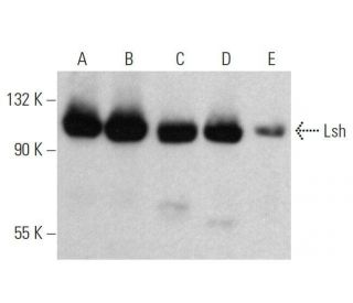 western blotting image from recommended Lsh (H-4) monoclonal antibody replacement. Image 358591