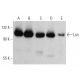 western blotting image from recommended Lsh (H-4) monoclonal antibody replacement. Image 358591